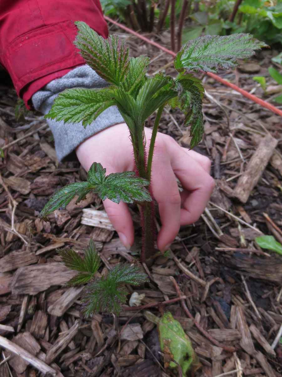 Raspberry by Susan Fluegel